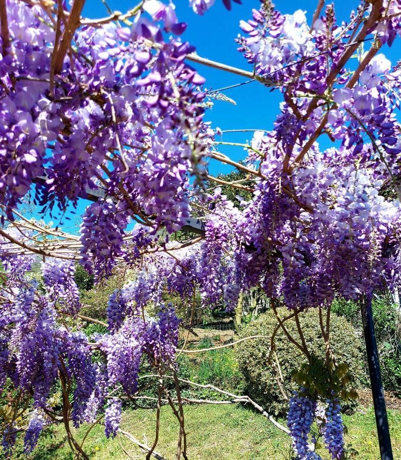 Casa Vacanza Il Glicine Casale Corte Cerro エクステリア 写真